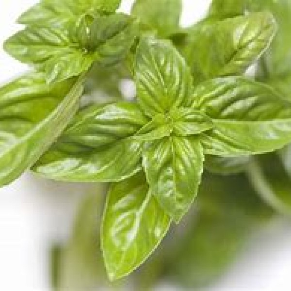 Fresh Basil