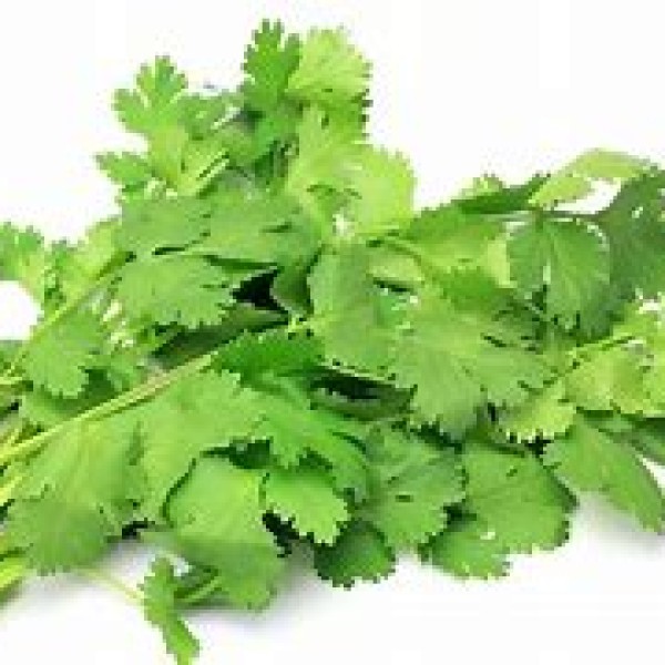 Coriander
