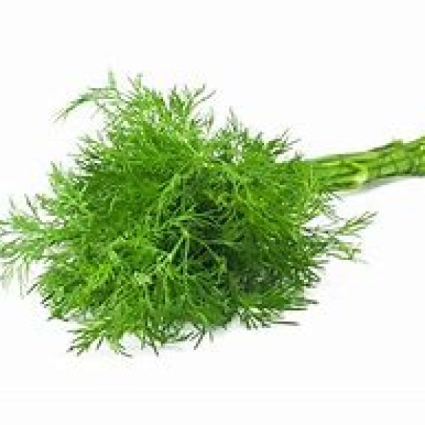 Fresh Dill