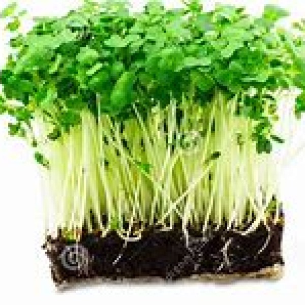 Salad Cress