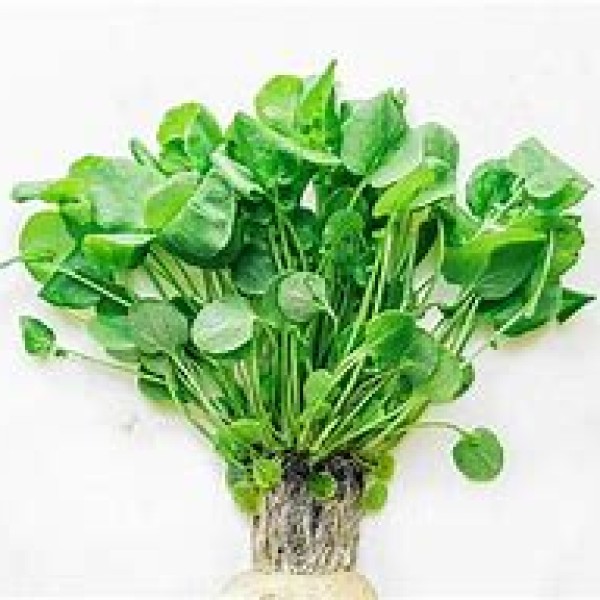 Water Cress
