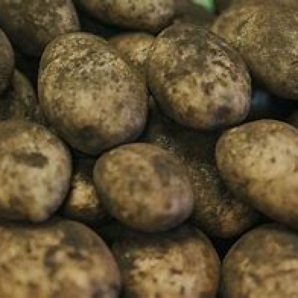 Maris Piper Loose 1kg