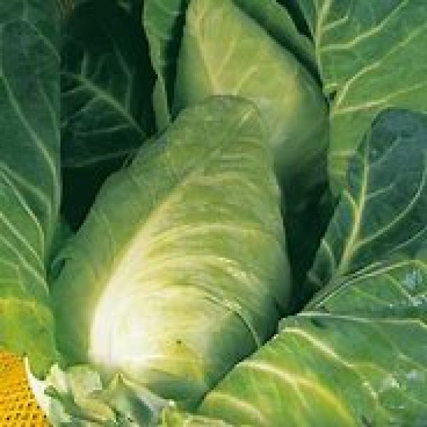 Spring Cabbage